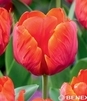 Showbox Połówkowy Tulip - Tulipan Papuzi "3"  11/12  75 Szt.