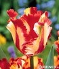 Showbox Połówkowy Tulip - Tulipan Papuzi "3"  11/12  75 Szt.