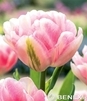 Showbox Połówkowy Tulip - Tulipan Pełny "4" 11/12  75 Szt.