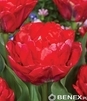 Showbox Połówkowy Tulip - Tulipan Pełny "4" 11/12  75 Szt.