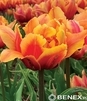 Showbox Połówkowy Tulip - Tulipan Pełny "8" 11/12 75 Szt.