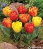 Showbox Połówkowy Tulip - Tulipan Doniczkowy 11/12  75 Szt.