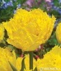 Showbox Połówkowy Tulip - Tulipan Strzępiasty Pełny "2" 11/12  75 Szt.