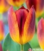 Showbox Połówkowy Tulip - Tulipan Triumph "6"  11/12 125 Szt.