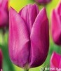 Showbox Połówkowy Tulip - Tulipan Triumph "7"  11/12 125 Szt.