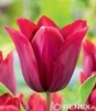 Showbox Połówkowy Tulip - Tulipan Triumph "8"  11/12 125 Szt.