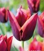 Showbox Połówkowy Tulip - Tulipan Triumph "12"  11/12 125 Szt.