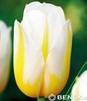 Showbox Połówkowy Tulip - Tulipan Triumph "12"  11/12 125 Szt.