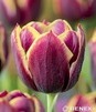 Showbox Połówkowy Tulip - Tulipan Triumph "12"  11/12 125 Szt.