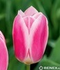 Showbox Połówkowy Tulip - Tulipan Triumph "12"  11/12 125 Szt.