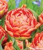 Showbox Połówkowy Tulip - Tulipan Pełny "11" 11/12 75 Szt.