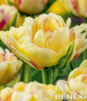 Showbox Połówkowy Tulip - Tulipan Pełny "11" 11/12 75 Szt.