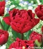 Showbox Połówkowy Tulip - Tulipan Pełny "11" 11/12 75 Szt.