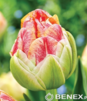 Showbox Połówkowy Tulip - Tulipan Pełny "11" 11/12 75 Szt.