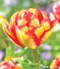 Showbox Połówkowy Tulip - Tulipan Pełny "11" 11/12 75 Szt.
