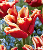Showbox Połówkowy Tulip - Tulipan Triumph "11"  11/12 125 Szt.