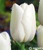 Showbox Połówkowy Tulip - Tulipan Triumph "11"  11/12 125 Szt.