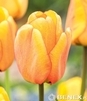 Showbox Połówkowy Tulip - Tulipan Triumph "11"  11/12 125 Szt.