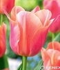 Showbox Połówkowy Tulip - Tulipan Triumph "11"  11/12 125 Szt.