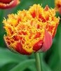Showbox Połówkowy Tulip - Tulipan Strzępiasty "7" 11/12 75 Szt.