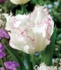 Showbox Połówkowy Tulip - Tulipan Strzępiasty "7" 11/12 75 Szt.