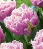 Showbox Połówkowy Tulip - Tulipan Strzępiasty "7" 11/12 75 Szt.