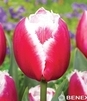 Showbox Połówkowy Tulip - Tulipan Strzępiasty "7" 11/12 75 Szt.