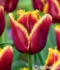 Showbox Połówkowy Tulip - Tulipan Strzępiasty "7" 11/12 75 Szt.