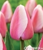 Showbox Połówkowy Tulip - Tulipan Darwina "4" - Pride 11/12  125 Szt.