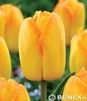 Showbox Połówkowy Tulip - Tulipan Darwina "4" - Pride 11/12  125 Szt.