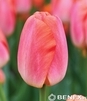 Showbox Połówkowy Tulip - Tulipan Darwina "4" - Pride 11/12  125 Szt.