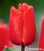 Showbox Połówkowy Tulip - Tulipan Darwina "4" - Pride 11/12  125 Szt.
