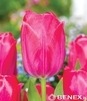Showbox Połówkowy Tulip - Tulipan Darwina "4" - Pride 11/12  125 Szt.