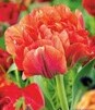 Showbox Połówkowy Tulip - Tulipan Pełny "9" 11/12 75 Szt.