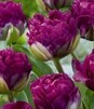 Showbox Połówkowy Tulip - Tulipan Pełny "9" 11/12 75 Szt.
