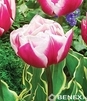 Showbox Połówkowy Tulip - Tulipan Pełny "9" 11/12 75 Szt.