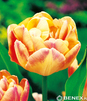 Showbox Połówkowy Tulip - Tulipan Pełny "10" 11/12 75 Szt.