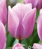 Showbox Połówkowy Tulip - Tulipan Triumph "5"  11/12 125 Szt.