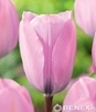 Showbox Połówkowy Tulip - Tulipan Triumph "9"  11/12 125 Szt.