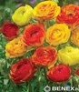 Showbox Połówkowy Ranunculus - Jaskier "2" 6/+  250 Szt.