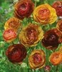 Showbox Połówkowy Ranunculus - Jaskier "2" 6/+  250 Szt.