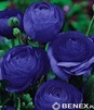 Showbox Połówkowy Ranunculus - Jaskier "2" 6/+  250 Szt.