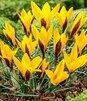 Showbox Połówkowy Crocus - Krokus Wiosenny Wielkokwiatowy  "9" 5/7 250 Szt.
