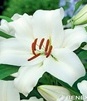 Showbox Połówkowy Lilium - Lilia Drzewiasta Ot Hybride "4" 16/18 50 Szt.