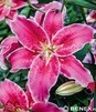 Showbox Połówkowy Lilium - Lilia Drzewiasta Ot Hybride "4" 16/18 50 Szt.
