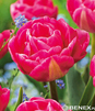 Showbox Tulip - Tulipan Pełny "3" 11/12  250 Szt.