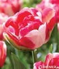 Showbox Tulip - Tulipan Pełny "4" 11/12  150 Szt.