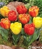 Showbox Tulip - Tulipan Doniczkowy 11/12  150 Szt.