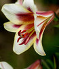 Showbox Lilium - Lilia Trąbkowa "2" 18/20 80 Szt.