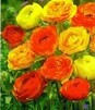 Showbox Ranunculus - Jaskier "2" 6/+  500 Szt.